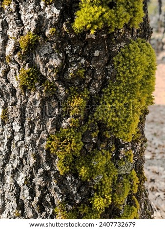 Twisted Moss Covered Bark Tree