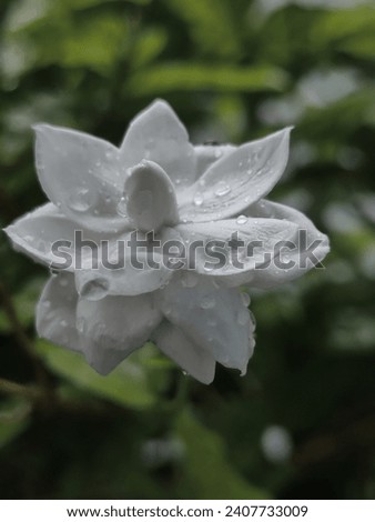 Beautiful white flower background picture