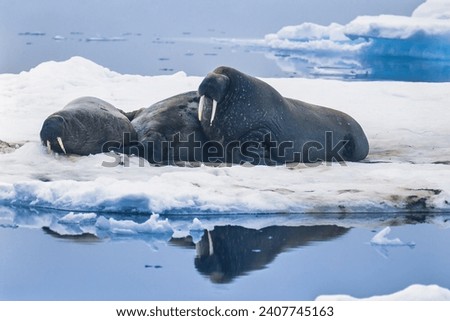 Group of Walrus resting on the sea ice in Arctic