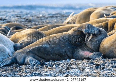 Group of sleeping Walruses on a beach