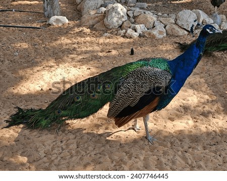 Male peacock Indian or blue peafowl background image isolated Nice background display Beautiful colourful natural beauty scenery Great Views HD Photo
 Royalty-Free Stock Photo #2407746445