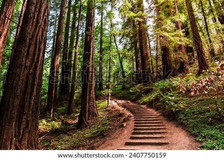 Hiking trail going through redwood forest of Muir Woods National Monument, north San Francisco bay area, California Royalty-Free Stock Photo #2407750159