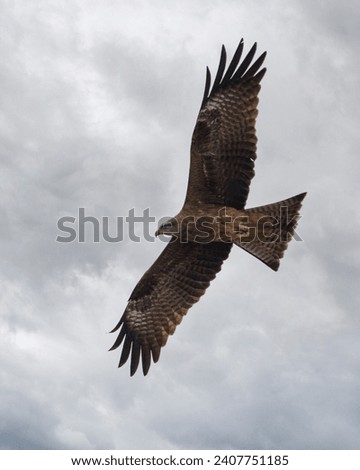 Eagle flying against cloudy sky at the background.