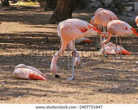 Flamingos Birds Al Ain Zoo image isolated Nice background Green trees plant display Beautiful colourful natural beauty scenery Great Views HD Photo and wallpaper environment earth winning New picture