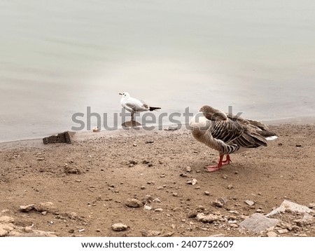 photo of ducks and geese and seagulls on in nature on river side