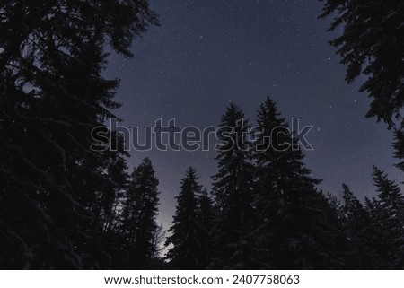 Night scene of Estonian nature, silhouette of winter trees against the background of the starry sky in forest. 