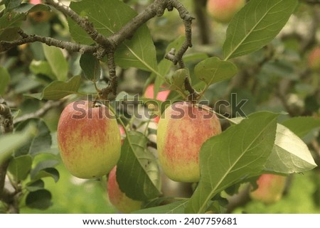 Apple plantations are bearing abundant fruit and can be harvested and eaten straight after picking. This apple is found in high mountains which have cool temperatures with bright sun