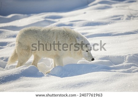 Arctic wolf (Canis lupus arctos) wading through deep snow