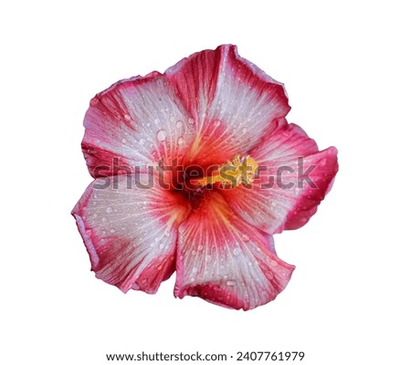 Pink hibiscus flower isolated on white background with clipping path