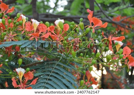Royal poinciana The flower tree picture gives the best natural background picture. Those flowers blossom in summer. 