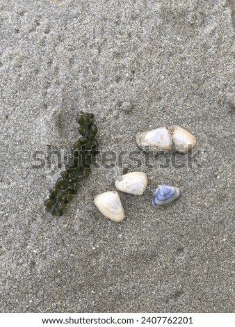A picture of small shell and sea weed in the beach