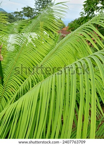 Ferns grow wild in the forest in the form of stems with long, small leaves Royalty-Free Stock Photo #2407763709
