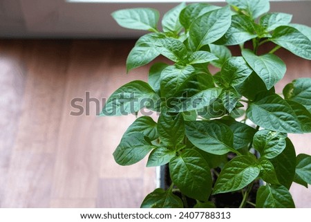 green seedlings of peppers in a plastic food box on the windowsill against the background of a window with a floor plan with a place to insert text.  Royalty-Free Stock Photo #2407788313