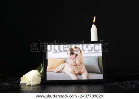 Frame with picture of dog, burning candle and rose flower on dark background. Pet funeral