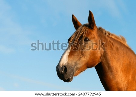 Close-up of the head of a red horse against the background of a blue sky. Copy space.