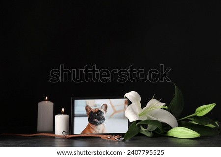 Frame with picture of dog, burning candles, collar and lily flowers on dark background. Pet funeral