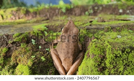 Frog in a beautiful garden hiding between the old mossy walls in the photo from above