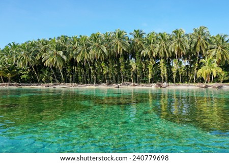 Lush coconut trees with epiphytes on tropical shore with clear water, Caribbean, Zapatillas islands, Bocas del Toro, Panama Royalty-Free Stock Photo #240779698