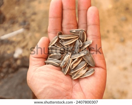 Sunflower seeds are in the palm of your hand.
