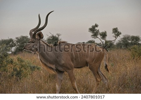 Amazing wildlife photos taken in the Kruger National Park in South Africa.