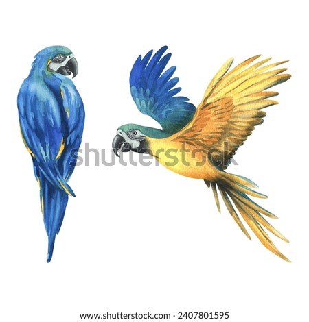 Tropical flying, sitting blue-yellow macaw parrots. Hand drawn watercolor botanical illustration. Set of isolated elements on a white background.