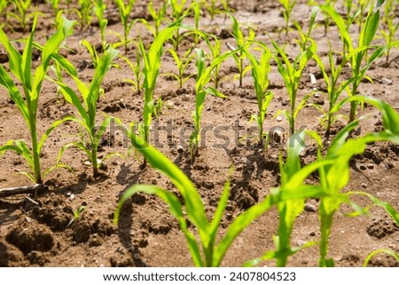 GREEN CORN PLANT FIELD, AGRICULTURAL CULTIVATED FARM LAND BACKGROUND