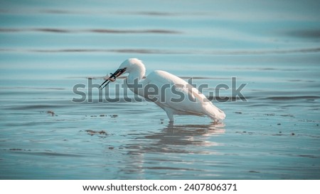 A white-feathered egret catches a small colorful fish which she holds tightly in her black beak
