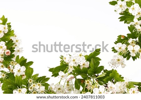 Common hawthorn branch with tiny white flowers in the spring isolate on white background. Crataegus monogyna, oneseed hawthorn, single-seeded hawthorn Royalty-Free Stock Photo #2407811003