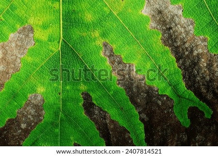 close up and texture of aging teak leaves. for wallpaper and presentation slide