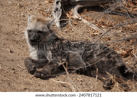 A hyena resting on dusty ground, looking up with a mix of fur colors and patterns