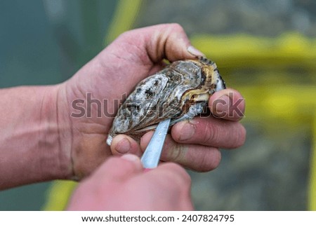 Someone shucking an oyster as water drips out of it. The oyster opening oyester farm in background Royalty-Free Stock Photo #2407824795