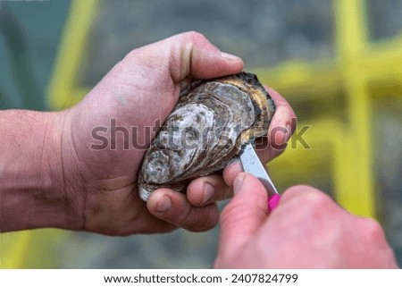 Someone shucking an oyster as water drips out of it. The oyster opening oyester farm in background Royalty-Free Stock Photo #2407824799