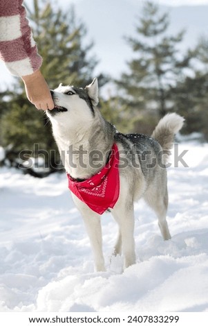 Cute blue eyed Siberian Husky takes treat from owner hand, rewarding pet, winter otdoors