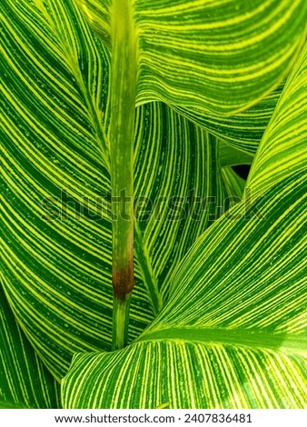 Background photo of canna tropicana lily leaves