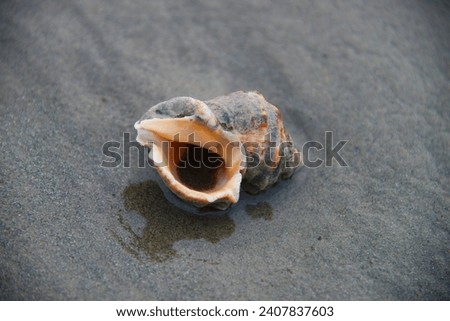 Sea Shell at a Beach in Karachi. It was a beautiful cloudy day.