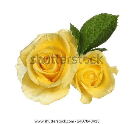 Beautiful fresh yellow roses with leaves isolated on white