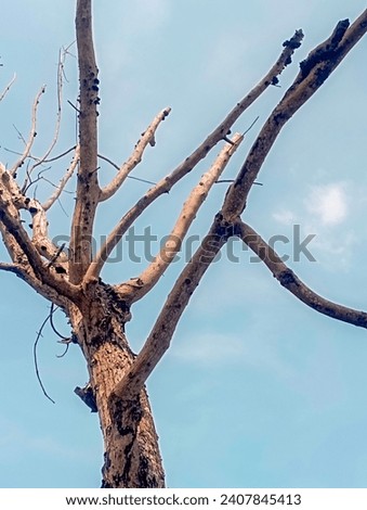 An image of a deciduous tree with a blue sky background Royalty-Free Stock Photo #2407845413