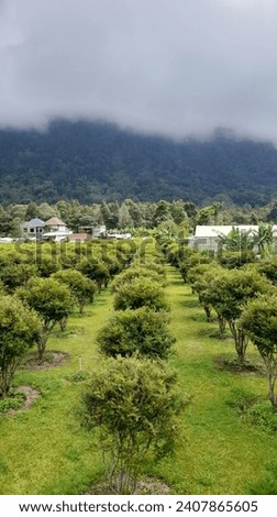 Bali, Indonesia December 3 2023 : a picture of green plantation with mountains view and cool air