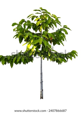 Auspicious trees planted in the home are plants that have good meanings, are auspicious, and add good fortune to the home and people in the family.