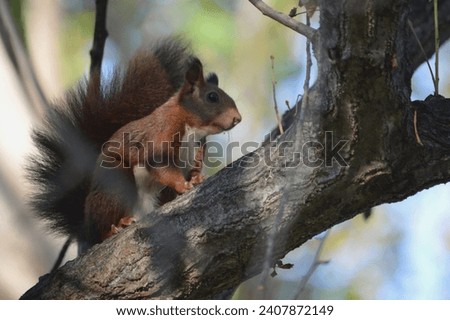 Red squirrel posing on a tree branch