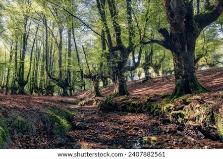 Gorbea Natural Park is a protected area located between the provinces of Álava and Vizcaya in the Basque Country, Spain. Royalty-Free Stock Photo #2407882561