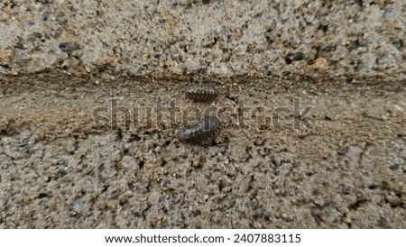 Close up of a gray color 'Armadillidium vulgare' form against a bright nature background.