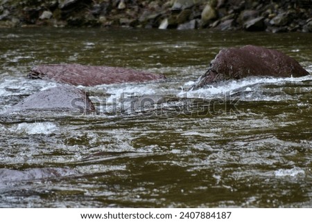 Water flowing through , over and under the large rocks in the creek bed of Mehoopany Creek Creek Junction Park Forkston Pennsylvania Royalty-Free Stock Photo #2407884187