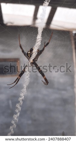 a picture of a spider in its nest