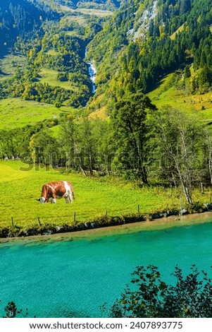 Cows graze on a mountain meadow. The Hohe Tauern Park. Austria. Magnificent sunny day. The stream reflects the green slopes of the mountains. 