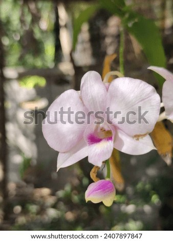 One light purple orchid flower