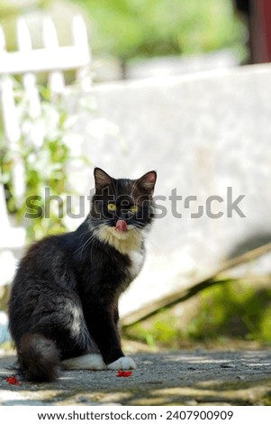 a black and white cat, mid-lick, sitting on a stone surface outdoors, with a backdrop of greenery and a white fence.