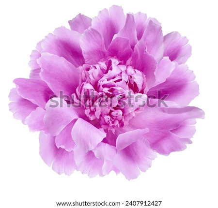 Purple  peony flower  on white isolated background with clipping path. Closeup. For design. Nature. 