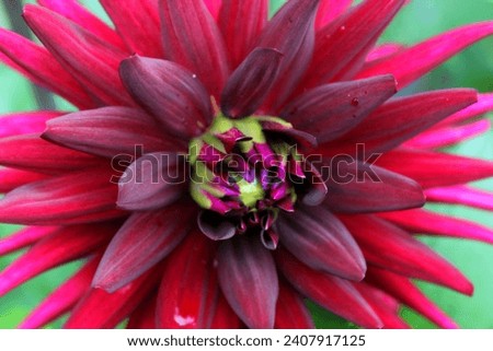 dahlia, red dahlia, flower, blossom, plant, gift, colorful