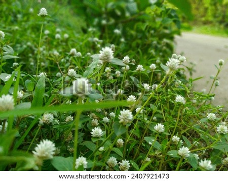 weeds growing along the road. has lots of flowers as long as the grass is there. The flowers are small and white. taking pictures with a smart phone